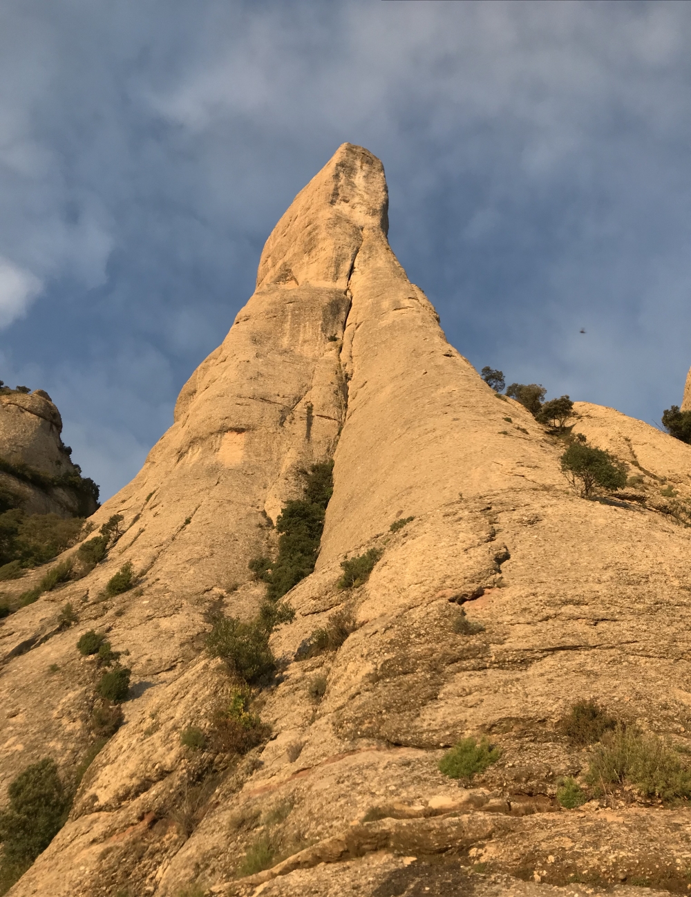 Cavall Bernat, Montserrat.